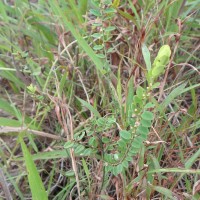 Phyllanthus wheeleri G.L.Webster